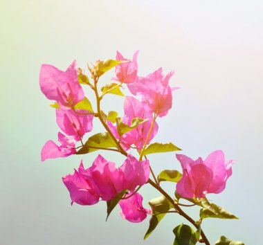Bougainvillea çiçek 