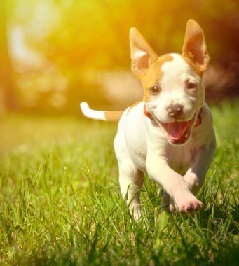 sahada çalışan şirin stafford köpek