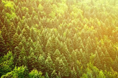 Yeşil orman arka plan 