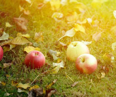 çimlerin üzerine taze elma