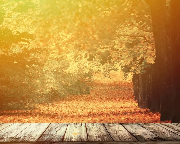 Schöner Herbstwald mit Holzboden — Stockfoto