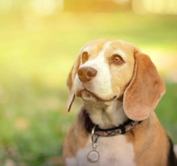 Kaunis Beagle koira muotokuva ulkona — kuvapankkivalokuva