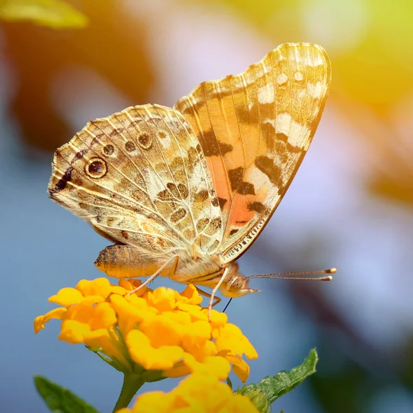 Çiçek makro çekim güzel kelebeği — Stok fotoğraf