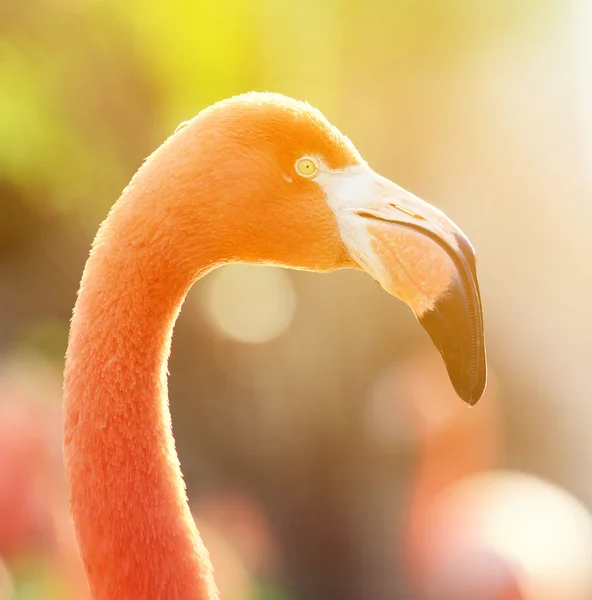 Magnifique portrait d'oiseau Flamingo — Photo