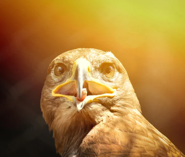 Güzel golden eagle portresi — Stok fotoğraf