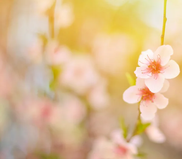 Beautiful peach flower against blured background — Stock Photo, Image