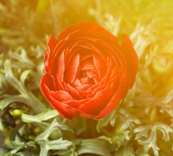 Bela flor rosa close-up — Fotografia de Stock