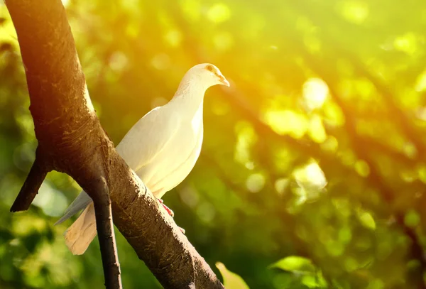 Bellissimo piccione bianco su ramo — Foto Stock