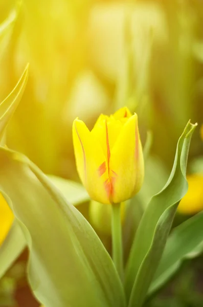 Bel tulipano giallo — Foto Stock