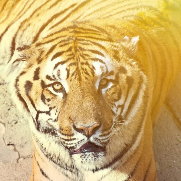 Bengal Tiger Portrait — Stockfoto