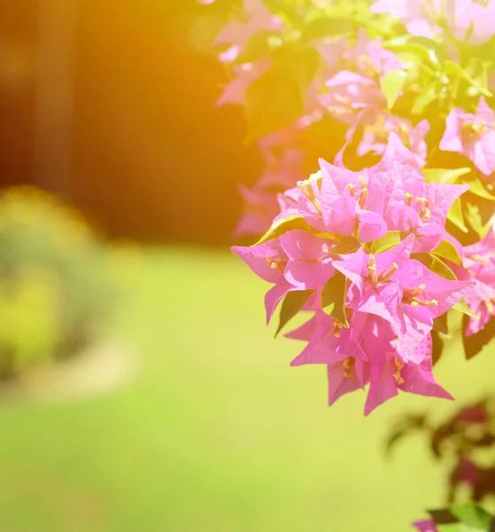 Fiore di Bougainvillea — Foto Stock