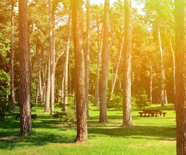 Beau paysage de forêt verte avec table de pique-nique et chalet — Photo