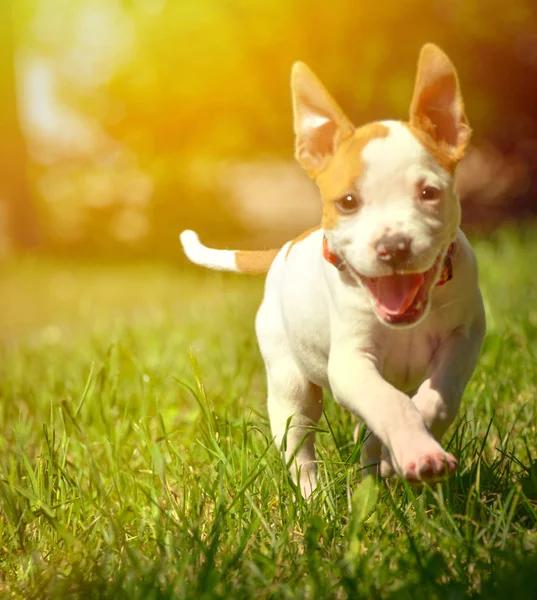 Cute Stafford puppy running on field — Stock Photo, Image