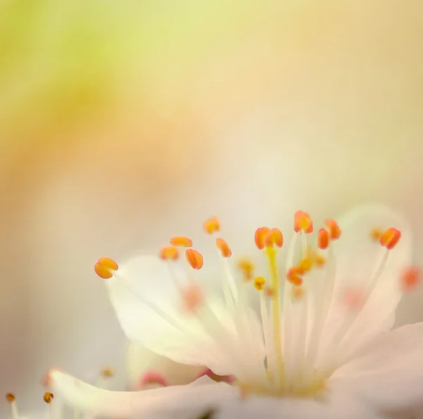 Extremes Makro der Pflaumenblüte — Stockfoto