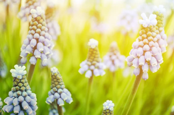 Fresh blue spring flowers macro — Stock Photo, Image