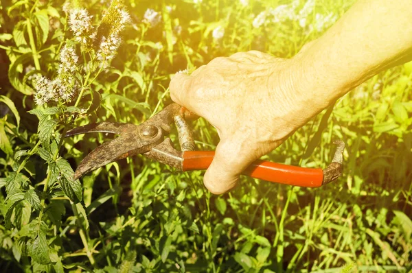 Gardener working — Stock Photo, Image