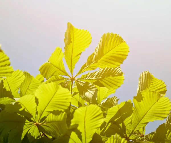 Grüne Blätter gegen blauen Himmel — Stockfoto