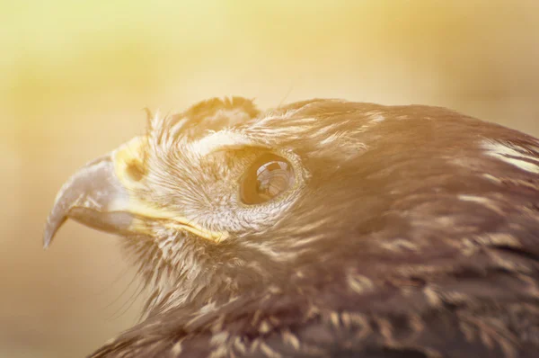 Olho de falcão close-up — Fotografia de Stock