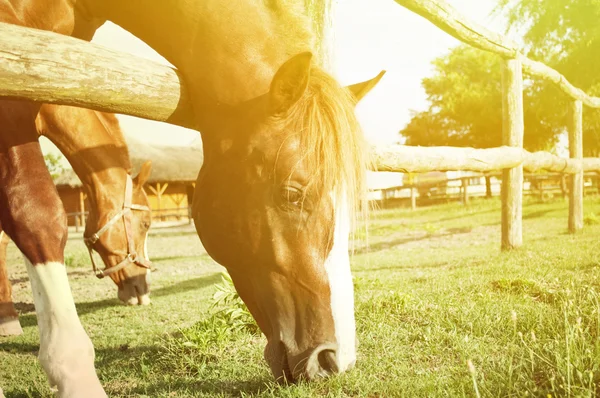 Cavallo al pascolo — Foto Stock