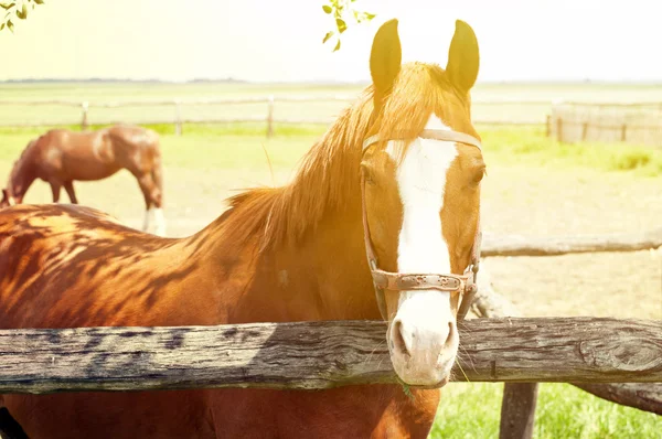 Krásné koně na farmě — Stock fotografie