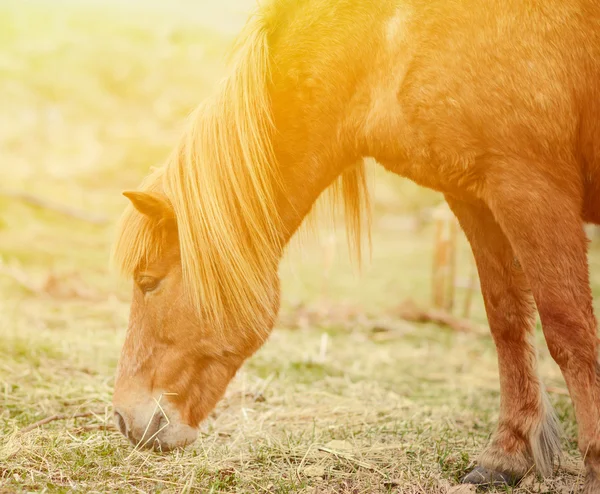 Icelandic horse grazing — Stock Photo, Image