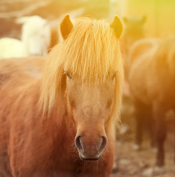 Isländisches Pferdeporträt — Stockfoto