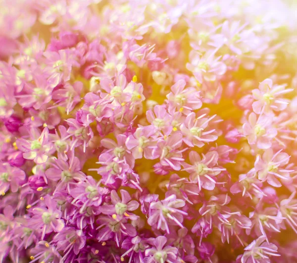 Lilás flor macro — Fotografia de Stock