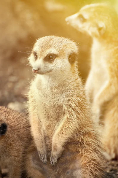 Erdmännchen-Porträt — Stockfoto