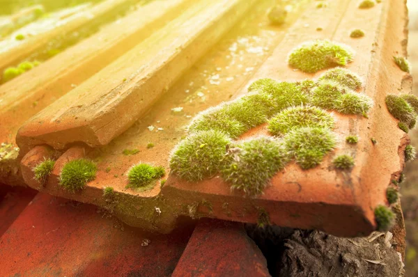 Moss on roof tiles — Stock Photo, Image