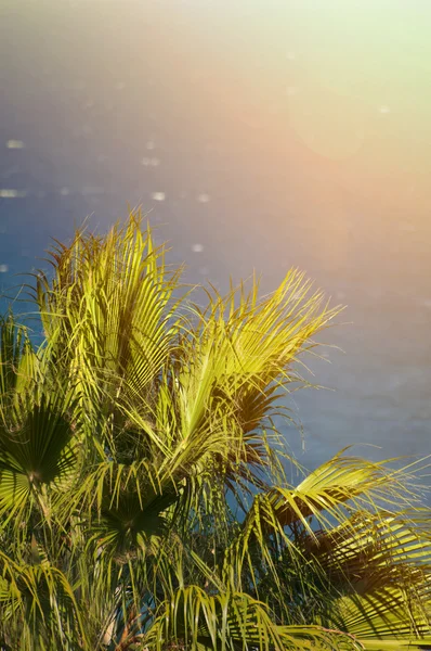 Palm tree against sea — Stock Photo, Image