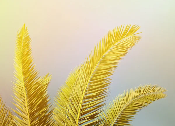 Palmblätter vor blauem Himmel — Stockfoto