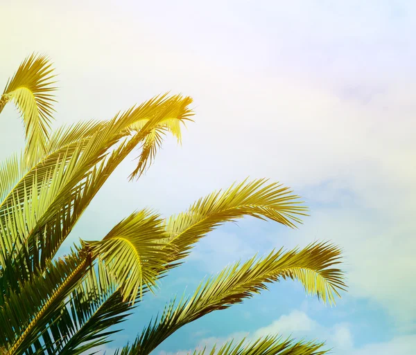 Palm branches against blue sky — Stock Photo, Image