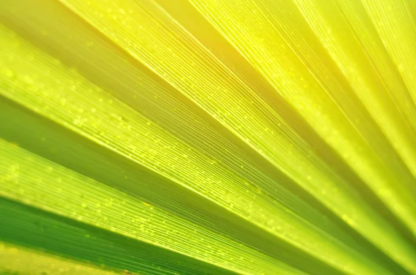 Texture foglia di palma — Foto Stock
