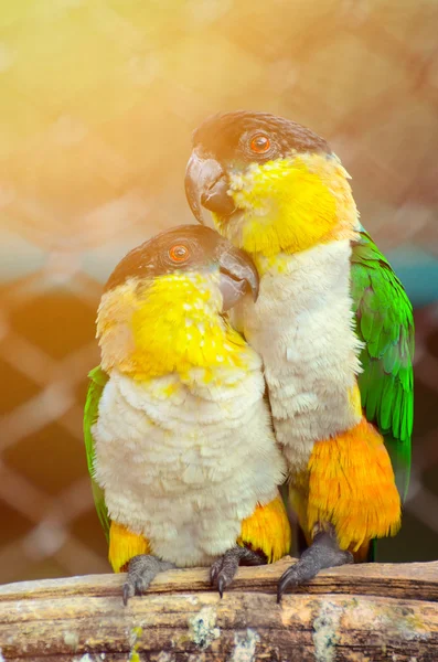 Пара влюбленных попугаев на ветке — стоковое фото