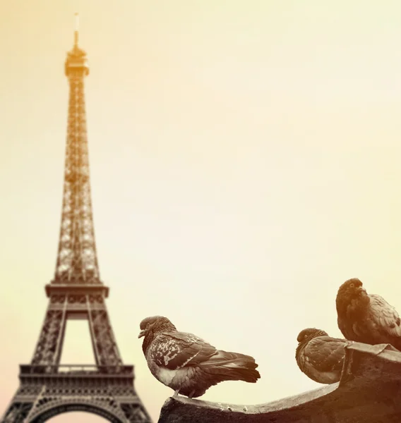 Güvercinler karşı Eyfel Kulesi - paris Fransa — Stok fotoğraf