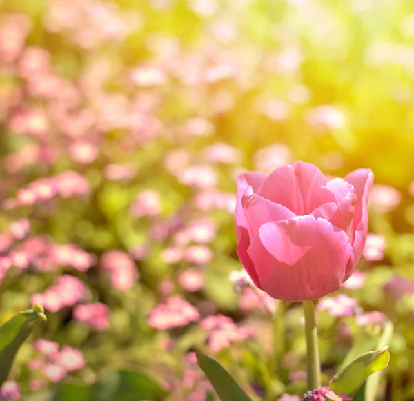 Tulipano rosa primo piano — Foto Stock