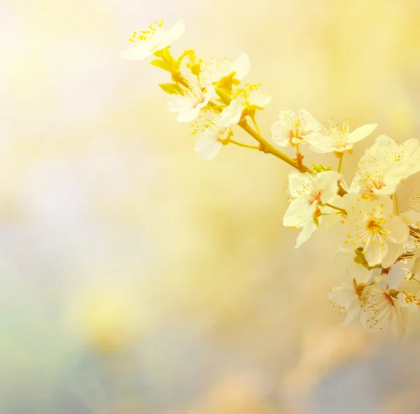 Plum árvores flores contra fundo bokeh — Fotografia de Stock