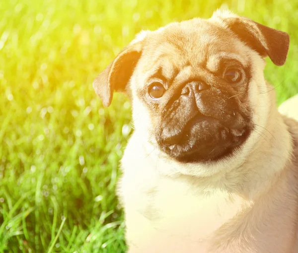 Niedliche Mops Porträt gegen grünes Gras — Stockfoto