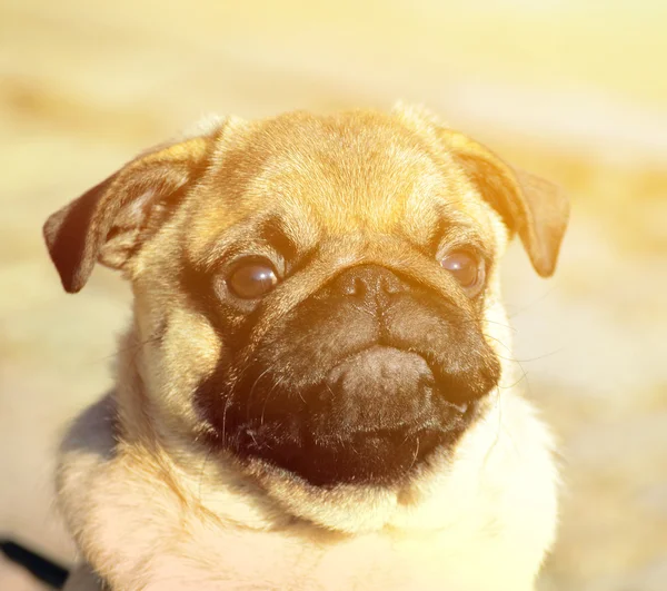 Roztomilý Mops štěně portrét — Stock fotografie