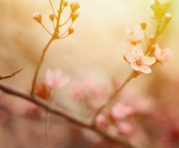 Purple plum flower — Stock Photo, Image