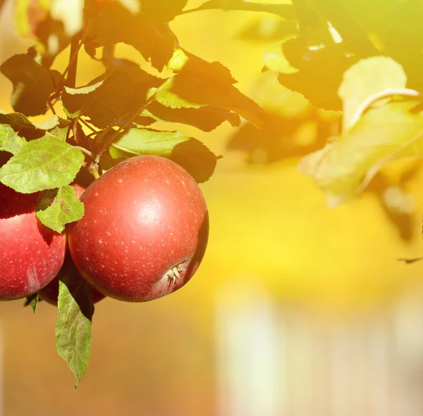 Roter Apfel am Baum — Stockfoto