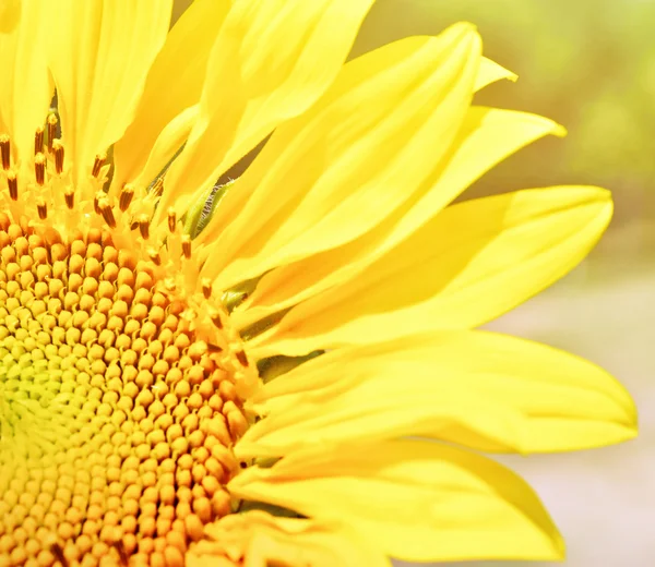 Sun flower — Stockfoto