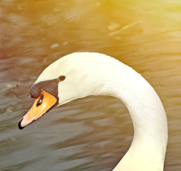 Retrato de cisne branco bonito — Fotografia de Stock