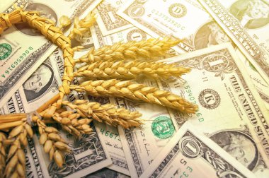 buğday ve Doları banknot yakın çekim 