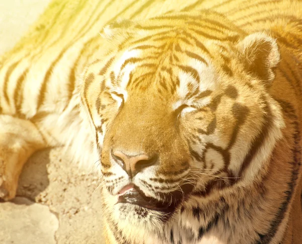 Tiikeri nukkuu — kuvapankkivalokuva