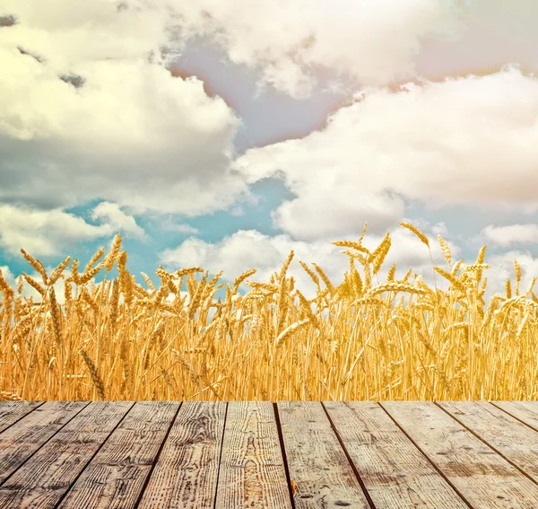 Champ de blé et ciel bleu au-dessus du sol en bois — Photo