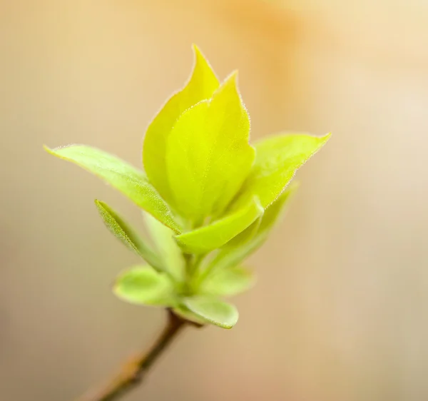 木の若い葉 — ストック写真