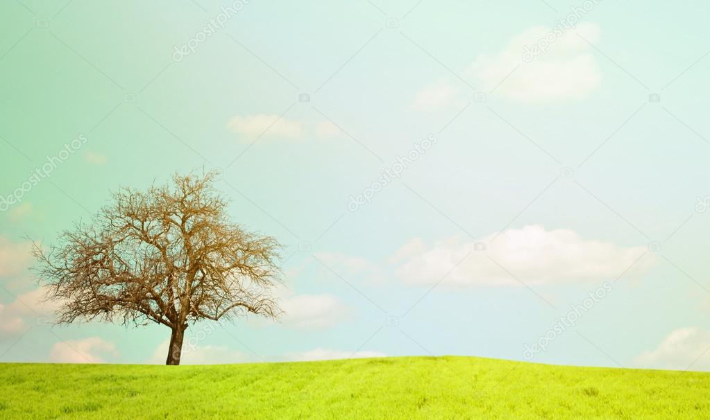 Naked oak tree and beautiful landscape