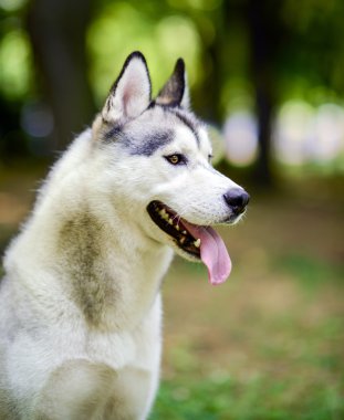 Husky portre