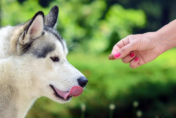 Alimentación del perro - Propietarios perro de alimentación manual — Foto de Stock